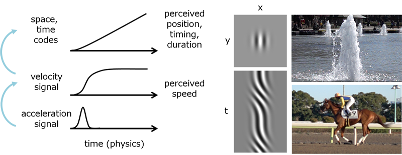 Integral structure of perceptual space-time